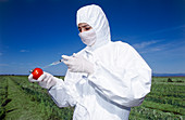 Scientist injecting GM tomato