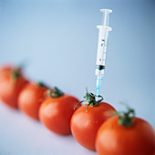 Genetic modification of tomatoes