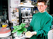 Scientist holds transgenic tobacco plant