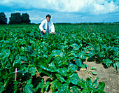 Genetically modified sugar beet field trial