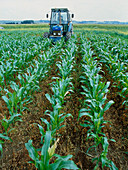 Genetically modified maize field trial