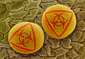 Genetically-modified Rape pollen