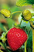 Transgenic strawberry