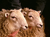 First mountain sheep clones