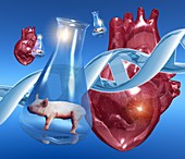 Genetically-engineered pig hearts