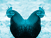 Cloned chicken,conceptual artwork