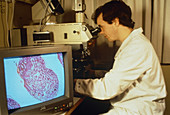 Nigel Vivian with LM of transgenic mouse testis