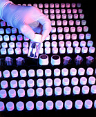 Gloved hand arranges scintillation vials