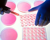 Cell cultures in petri dishes and multi-well trays