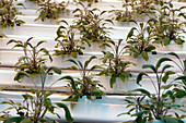 Hydroponic cultivation of sage plants