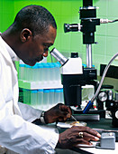 Biologist using a microscope