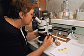 Pollen researcher at work