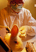Transgenic rabbit is tested for antivirus in lab