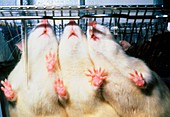 Three laboratory mice used for animal experiments