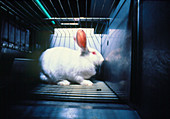 Caged laboratory rabbit awaiting experimentation