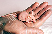Nude mouse for animal experiment