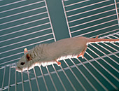 Laboratory mouse
