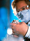 Technician holding laboratory mouse,Mus musculus