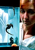 Biologist feeding seahorses (Hippocampus sp.)
