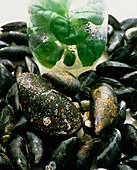 Mussels (Mytilus sp.) and plant in glue research