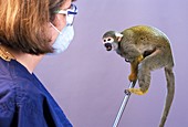 Primate research animal