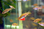 Swordtail fish