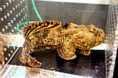 Oyster toadfish