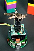 Locust vision robot