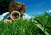 Biologist studying ant through magnifying glass