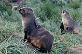 Fur seal research