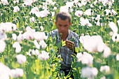 Researcher in a field of opium poppies