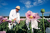 Researchers in a field of opium poppies