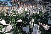 Researcher in a greenhouse of poppies