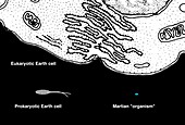 Microbial life from Mars and Earth