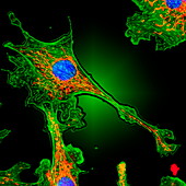 Cell structure