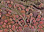 Embryonic stem cells,SEM