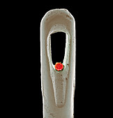 Embryonic stem cell and needle,SEM