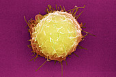 Embryonic stem cell,SEM