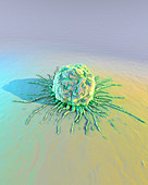 Embryonic stem cell,computer artwork
