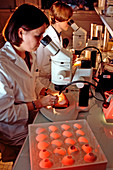 Stem cell research,chicken embryos