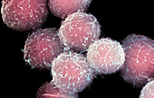 Stem cells,SEM