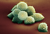 Stem cells,SEM