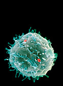 Stem cell,SEM