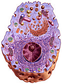 Cutaway artwork of a cell