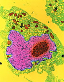 Coloured TEM of a section through an animal cell