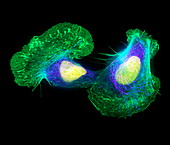Fish skin cells