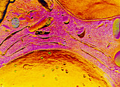 Freeze fracture micrograph of cell nucleus