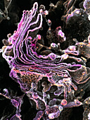 Golgi complex in olfactory bulb cell