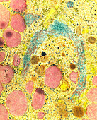 Coloured TEM of Golgi apparatus in intestinal cell