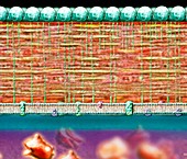 Gram-positive bacterial cell wall